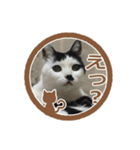 猫に判子～ハナ～（個別スタンプ：6）