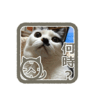 猫に判子～ハナ～（個別スタンプ：7）