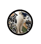 猫に判子～ハナ～（個別スタンプ：8）