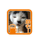 猫に判子～ハナ～（個別スタンプ：10）