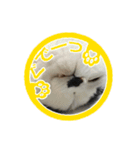 猫に判子～ハナ～（個別スタンプ：11）