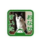 猫に判子～ハナ～（個別スタンプ：12）