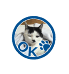 猫に判子～ハナ～（個別スタンプ：13）