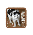 猫に判子～ハナ～（個別スタンプ：14）