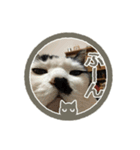猫に判子～ハナ～（個別スタンプ：15）