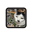 猫に判子～ハナ～（個別スタンプ：16）