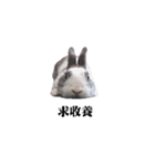 Bunny Mumu (Chinese)（個別スタンプ：1）