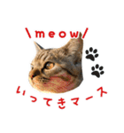 ねこのあみちゃん（個別スタンプ：1）