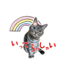 ねこのあみちゃん（個別スタンプ：4）