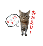 ねこのあみちゃん（個別スタンプ：5）