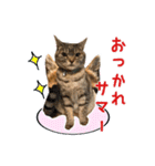 ねこのあみちゃん（個別スタンプ：6）
