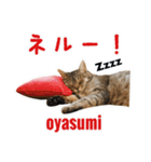 ねこのあみちゃん（個別スタンプ：8）