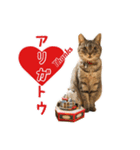 ねこのあみちゃん（個別スタンプ：11）