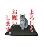 ねこのあみちゃん（個別スタンプ：12）