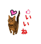 ねこのあみちゃん（個別スタンプ：14）