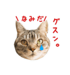 ねこのあみちゃん（個別スタンプ：17）