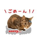 ねこのあみちゃん（個別スタンプ：18）