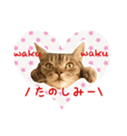 ねこのあみちゃん（個別スタンプ：19）