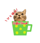 ねこのあみちゃん（個別スタンプ：22）