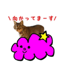 ねこのあみちゃん（個別スタンプ：26）
