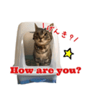 ねこのあみちゃん（個別スタンプ：27）