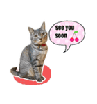 ねこのあみちゃん（個別スタンプ：28）