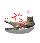 ねこのあみちゃん（個別スタンプ：29）