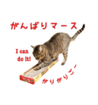 ねこのあみちゃん（個別スタンプ：31）