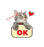 ねこのあみちゃん（個別スタンプ：33）