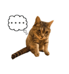 ねこのあみちゃん（個別スタンプ：35）