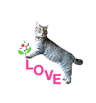 ねこのあみちゃん（個別スタンプ：36）