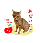 ねこのあみちゃん（個別スタンプ：37）