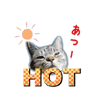 ねこのあみちゃん（個別スタンプ：39）