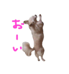 ティアラのスタンプ！（個別スタンプ：2）