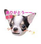 チワワのひまたい。（個別スタンプ：1）
