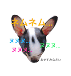 チワワのひまたい。（個別スタンプ：4）