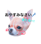 チワワのひまたい。（個別スタンプ：10）