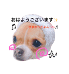 チワワのひまたい。（個別スタンプ：13）