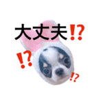 チワワのひまたい。（個別スタンプ：17）