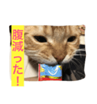 マンチカンのてびち君2（個別スタンプ：2）