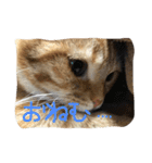 マンチカンのてびち君2（個別スタンプ：3）