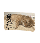 マンチカンのてびち君2（個別スタンプ：5）