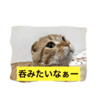 マンチカンのてびち君2（個別スタンプ：7）