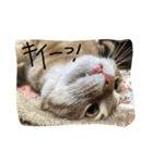 マンチカンのてびち君2（個別スタンプ：8）