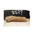 マンチカンのてびち君2（個別スタンプ：9）