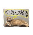 マンチカンのてびち君2（個別スタンプ：13）