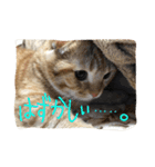 マンチカンのてびち君2（個別スタンプ：15）