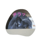 ねこのトム（個別スタンプ：1）