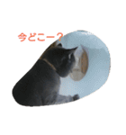 ねこのトム（個別スタンプ：7）