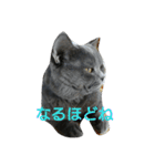 ねこのトム（個別スタンプ：8）